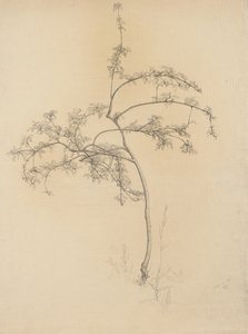 Blomstrende tre, 1884 (grafitt på brunfarget papir)