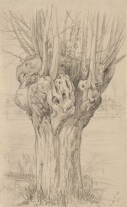 Knotrete tre, 1884 (grafitt på brunfarget papir)