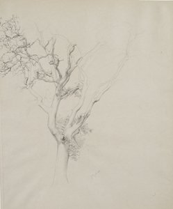 Trestudie, 1884 (grafitt på grått vevd papir)
