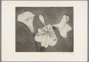 Amaryllis og arum av Samuel Jessurun de Mesquita (signed by artist)