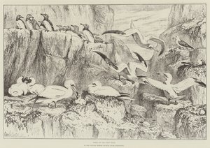 Birds on the Bass Rock, i Natural History Museum, South Kensington av Samuel John Carter