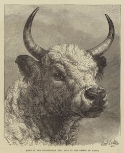Leder av Chillingham Bull skutt av prinsen av Wales
