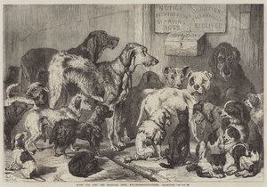 Hjem for tapte og sultne hunder, Hollingsworth-Street, Islington