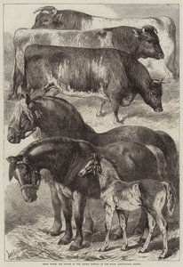 Prishester og storfe på Oxford Meeting of the Royal Agricultural Society