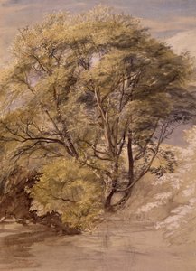 Study of a Willow Tree, ca. 1850 (akvarell på papir) av Samuel Palmer