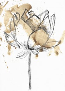 Kaffeflekket lotusblomst av Santhosh ch