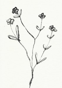 Minimalistisk botanisk tegning av Santhosh ch