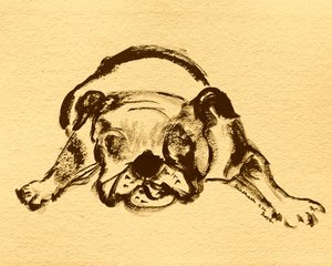 Leken bulldogskisse av Santhosh ch
