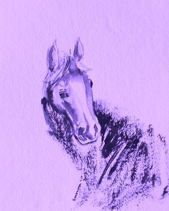 Portrett av lilla hest av Santhosh ch