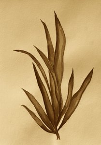 Botanisk studie i sepia av Santhosh ch
