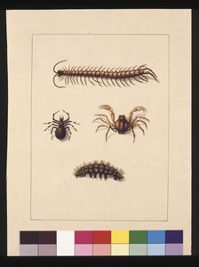 Side 11. Insekter i New South Wales. Nå kjent som vanlig tusenbein, edderkoppslekten Isopeda, Soldier Crab, Caterpillar, ca. 1789-90 (akvarell)