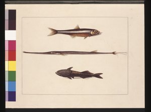 Side 13. Catherine, Tobakk, Pipefisk, Remorafisk. Nå kjent som ansjos, fløytemunn og sugende fisk, ca. 1789-90 (akvarell)