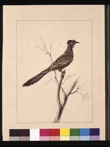 Side 17. Wattled Bee Eater. Nå kjent som en Red Wattle, fugl, ca. 1789-90 (akvarell) av Sarah Stone