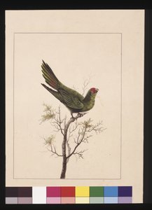 Side 18. Liten Paraquet. Nå kjent som en liten Lorikeet, ca. 1789-90 (akvarell) av Sarah Stone