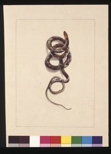 Side 20. Slange nr.1. Nå kjent som en brun slange, ca. 1789-90 (akvarell)