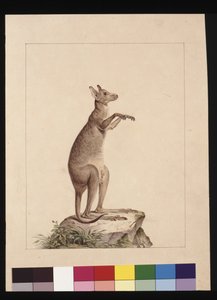 Side 22. En kenguru. Nå kjent som en kenguru. Muligens av Charles Catton Junr, ca. 1789-90 (akvarell)