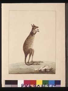 Side 25. En kenguru. Nå kjent som en kenguru. Ser ut til å være en Sarah Stone-kopi av en Charles Catton Junr. tallerken, ca. 1789-90 (akvarell) av Sarah Stone