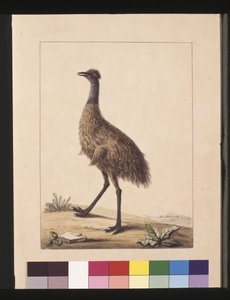 Side 7. New Holland kasuar. Nå kjent som en Emu, ca. 1789-90 (akvarell)