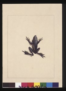 Side 9. Blå frosk. Nå kjent som en grønn trefrosk, ca. 1789-90 (akvarell)