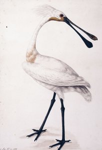 Skestork, 1777