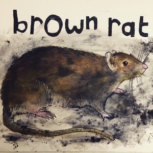 Brun rotte, 2021, (blekk på papir) av Sarah Thompson Engels