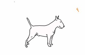 Bull terrier, 2018, (digital tegning) av Sarah Thompson Engels