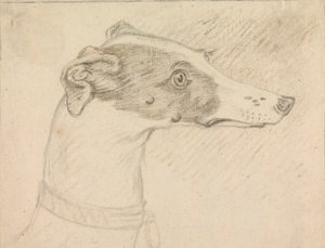 Hodeportrett av Grayhound av Sawrey Gilpin