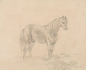 Hannhest av Sawrey Gilpin