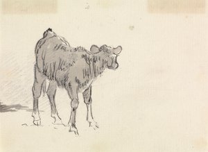 Studie av en kalv av Sawrey Gilpin