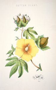 En bomullsplante (farge litho) av School American