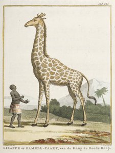 Giraffe eller Kameel-paart, illustrasjon fra 