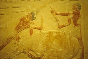 Det gamle Egypt, veggutskjæring/maleri, Mastaba/Idouts grav, Saqqara, 2323-2150 f.Kr., okse slaktet for ofring (bilde) av School Egyptian