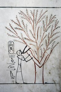 Luxor, Theben: Kongenes dal. Tomb of Thutmosis (Tuthmosis eller Thutmes) III (-1504 - -1450), farao av Egypt. av School Egyptian
