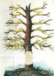 Dermatose tre Dermatologi medisinsk bord som indikerer på grenene alle typer hudsykdommer. Paris. Akademiet for medisin av School French