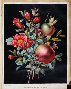 Granateple og dens blomst - botanisk bord av School French