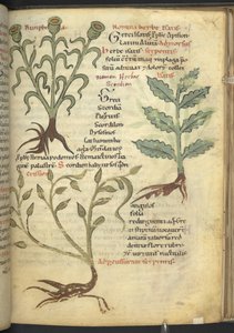 Harley 4986 f.23 Nymphia; Isatis; Crision, fra 