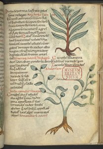 Harley 4986, f.39 Agurk; Cannabis, fra "The Book of Herbal Medicines" (En urte) (blekk og farge på lerret) av School German