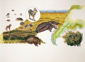 Argentina, Pampas (farge litho) av School Italian