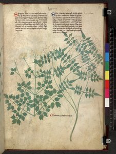 Egerton 747 Spargula and Self, Tractatus de herbis (urte) c.1280-1310 (blekk og farge på vellum) av School Italian