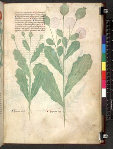 Egerton 747 Tractatus de herbis (urte) c.1280-1310 (blekk og farge på vellum) av School Italian