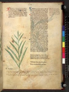 Egerton 747 Tractatus de herbis (urte) c.1280-1310 (blekk og farge på vellum) av School Italian