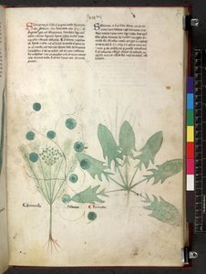 Egerton 747 Tractatus de herbis (urte) c.1280-1310 (blekk og farge på vellum) av School Italian