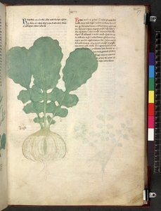 Egerton 747 Tractatus de herbis (urte) c.1280-1310 (blekk og farge på vellum) av School Italian