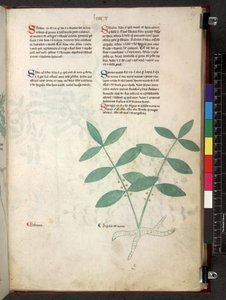 Egerton 747 Tractatus de herbis (urte) c.1280-1310 (blekk og farge på vellum) av School Italian
