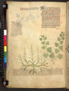 Egerton 747 Tractatus de herbis (urte) c.1280-1310 (blekk og farge på vellum) av School Italian