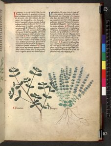 Egerton 747 Tractatus de herbis (urte) c.1280-1310 (blekk og farge på vellum) av School Italian