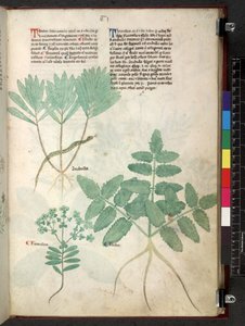 Egerton 747 Tractatus de herbis (urte) c.1280-1310 (blekk og farge på vellum) av School Italian
