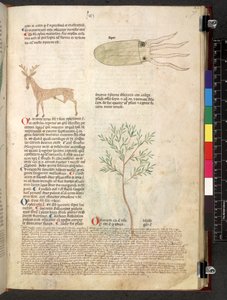 Egerton 747 Tractatus de herbis (urte) c.1280-1310 (blekk og farge på vellum) av School Italian
