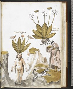 Harley MS 3736 f.59r En mandrake blir trukket ut av en hund, fra 