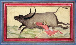 Runaway Buffalo, Johnson Album XIV, nr.11, verso, ca. 1700 (farget tegning på albumblad)